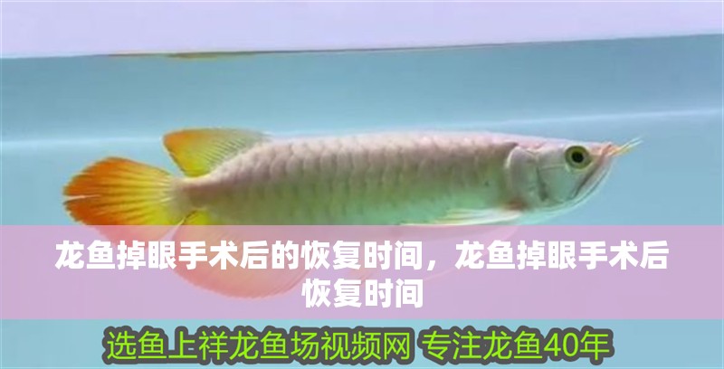 龍魚掉眼手術后的恢復時間，龍魚掉眼手術后恢復時間
