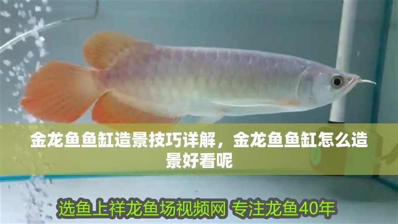 金龍魚魚缸造景技巧詳解，金龍魚魚缸怎么造景好看呢