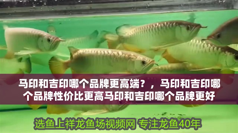 馬印和吉印哪個品牌更高端？，馬印和吉印哪個品牌性價比更高馬印和吉印哪個品牌更好