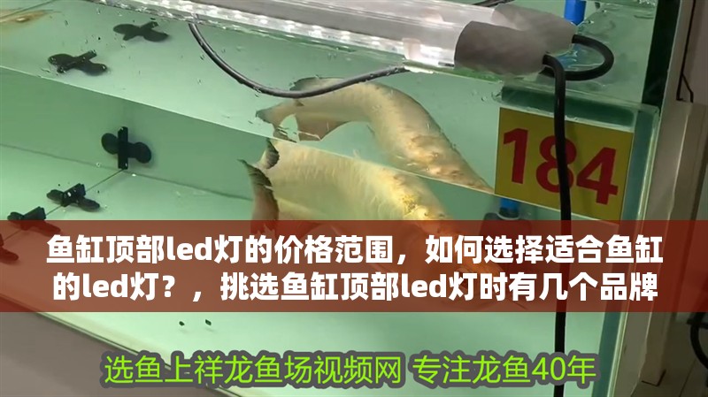 魚缸頂部led燈的價格范圍，如何選擇適合魚缸的led燈？，挑選魚缸頂部led燈時有幾個品牌因其卓越的性能和可靠性脫穎而出