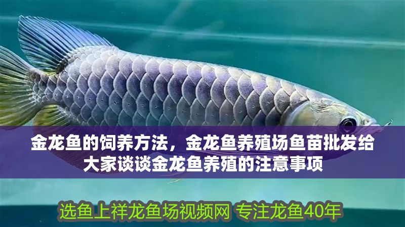 金龍魚的飼養方法，金龍魚養殖場魚苗批發給大家談談金龍魚養殖的注意事項