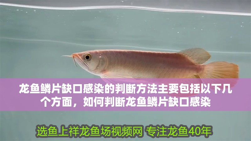 龍魚鱗片缺口感染的判斷方法主要包括以下幾個方面，如何判斷龍魚鱗片缺口感染