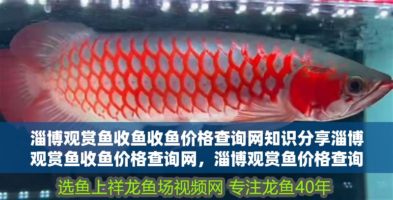 淄博觀賞魚收魚收魚價格查詢網(wǎng)知識分享淄博觀賞魚收魚價格查詢網(wǎng)，淄博觀賞魚價格查詢