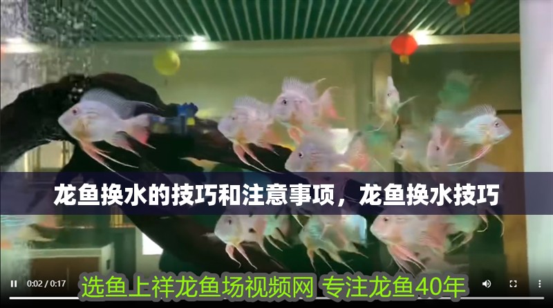 龍魚換水的技巧和注意事項(xiàng)，龍魚換水技巧
