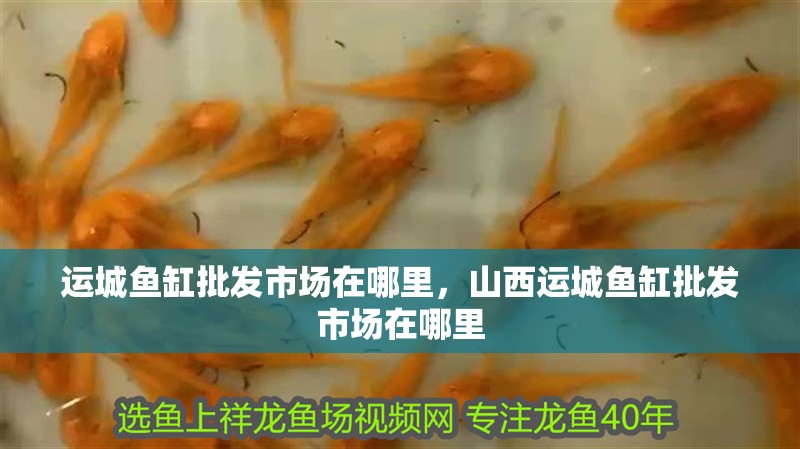 運城魚缸批發市場在哪里，山西運城魚缸批發市場在哪里