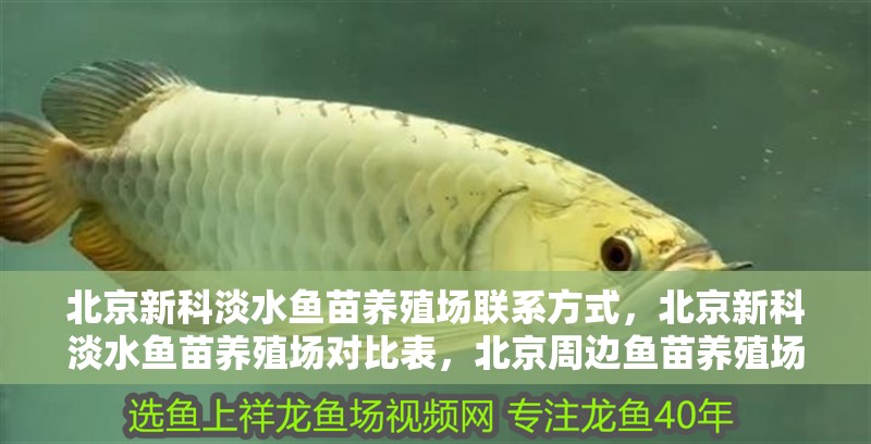 北京新科淡水魚苗養(yǎng)殖場(chǎng)聯(lián)系方式，北京新科淡水魚苗養(yǎng)殖場(chǎng)對(duì)比表，北京周邊魚苗養(yǎng)殖場(chǎng)對(duì)比表