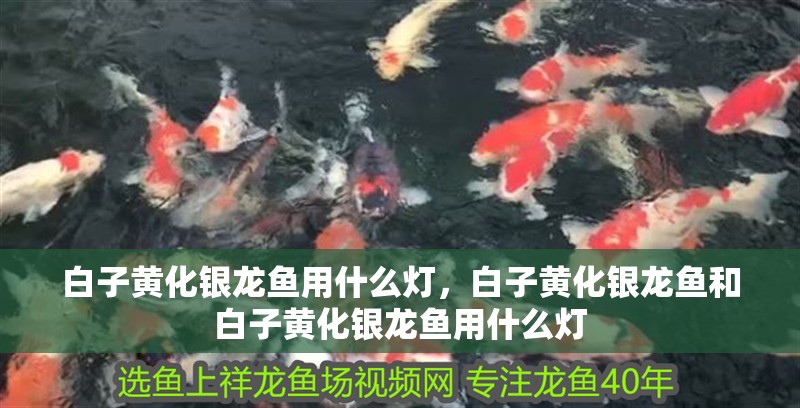 白子黃化銀龍魚用什么燈，白子黃化銀龍魚和白子黃化銀龍魚用什么燈