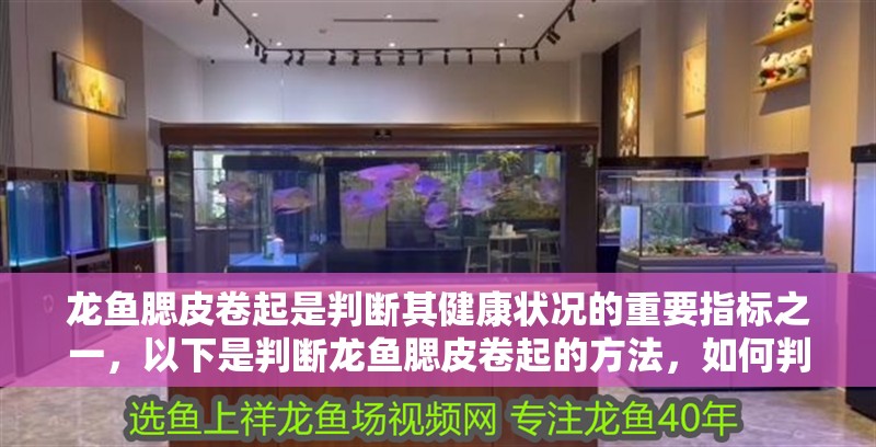 龍魚腮皮卷起是判斷其健康狀況的重要指標(biāo)之一,以下是判斷龍魚腮皮卷起的方法,如何判斷龍魚腮皮卷起? 龍魚百科 第2張 龍魚腮皮卷起是判斷其健康狀況的重要指標(biāo)之一,以下是判斷龍魚腮皮卷起的方法,如何判斷龍魚腮皮卷起? 龍魚腮皮卷起是判斷其健康狀況的重要指標(biāo)之一,以下是判斷龍魚腮皮卷起的方法,如何判斷龍魚腮皮卷起? 龍魚百科 第2張