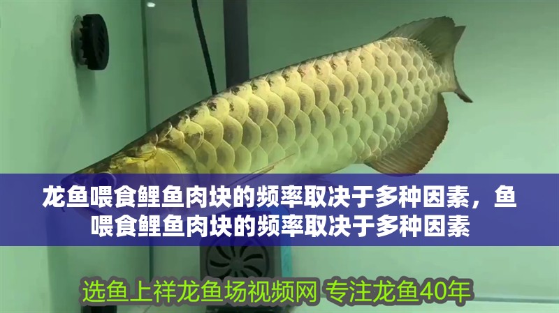 龍魚(yú)喂食鯉魚(yú)肉塊的頻率取決于多種因素，魚(yú)喂食鯉魚(yú)肉塊的頻率取決于多種因素