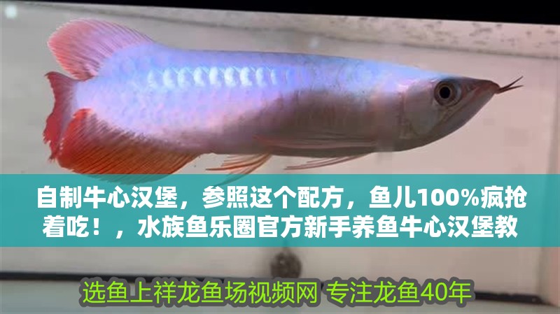 自制牛心漢堡，參照這個配方，魚兒100%瘋搶著吃！，水族魚樂圈官方新手養(yǎng)魚牛心漢堡教程分享牛心漢堡的三種做法