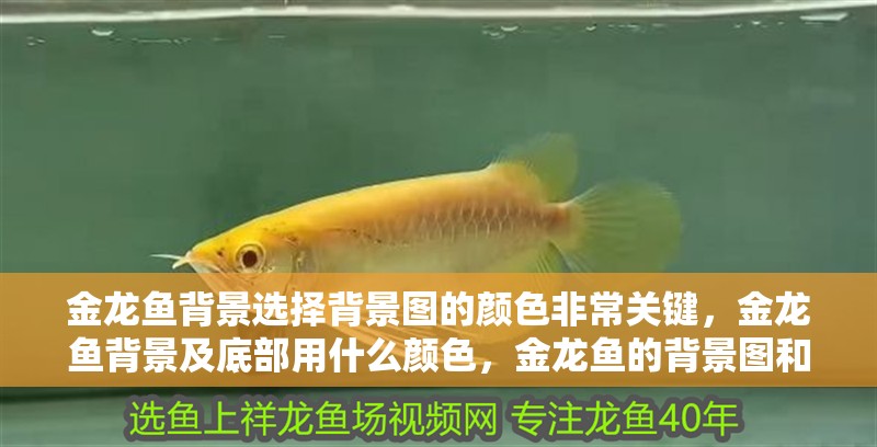 金龍魚背景選擇背景圖的顏色非常關鍵，金龍魚背景及底部用什么顏色，金龍魚的背景圖和底色選擇