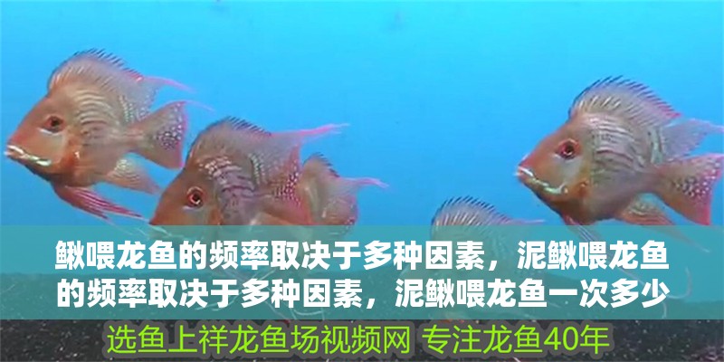 鰍喂龍魚的頻率取決于多種因素，泥鰍喂龍魚的頻率取決于多種因素，泥鰍喂龍魚一次多少條合適