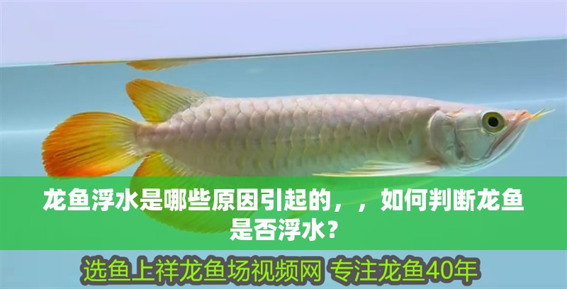 龍魚浮水是哪些原因引起的，，如何判斷龍魚是否浮水？