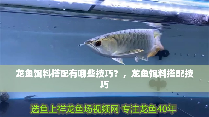 龍魚餌料搭配有哪些技巧？，龍魚餌料搭配技巧