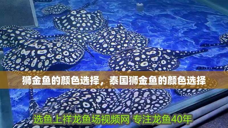 獅金魚的顏色選擇，泰國獅金魚的顏色選擇