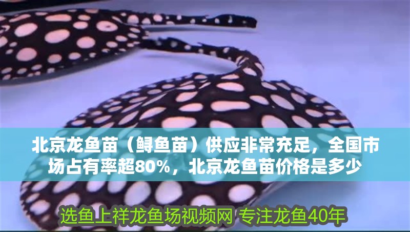 北京龍魚苗（鱘魚苗）供應非常充足，全國市場占有率超80%，北京龍魚苗價格是多少