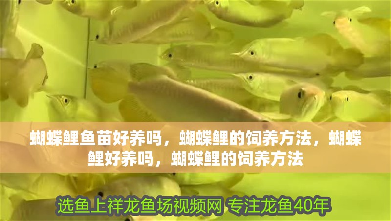 蝴蝶鯉魚苗好養嗎，蝴蝶鯉的飼養方法，蝴蝶鯉好養嗎，蝴蝶鯉的飼養方法