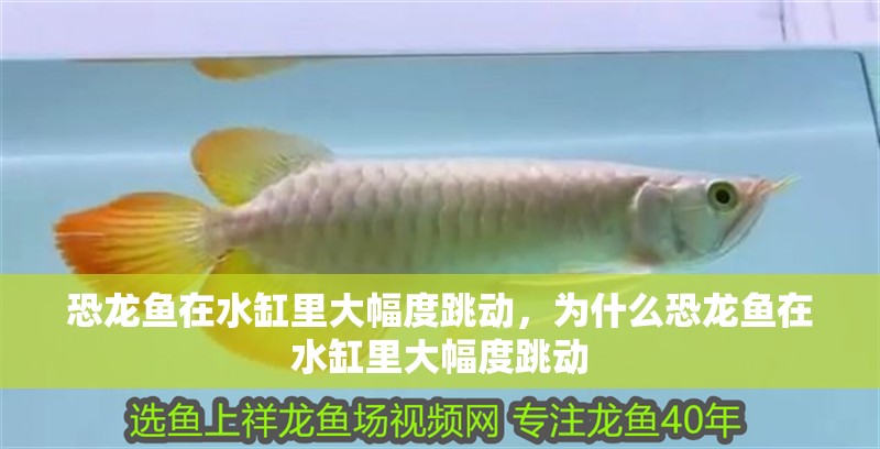 恐龍魚在水缸里大幅度跳動，為什么恐龍魚在水缸里大幅度跳動