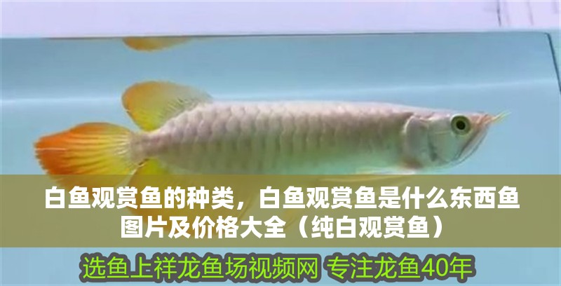白魚觀賞魚的種類，白魚觀賞魚是什么東西魚圖片及價格大全（純白觀賞魚）