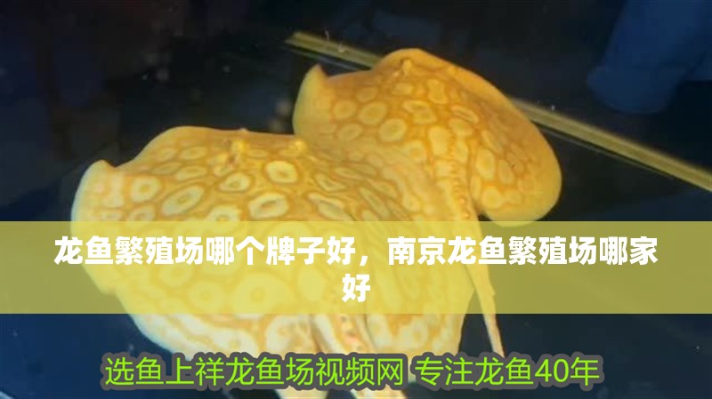 龍魚繁殖場哪個牌子好，南京龍魚繁殖場哪家好