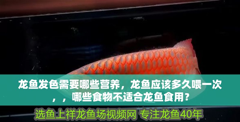 龍魚發色需要哪些營養，龍魚應該多久喂一次，，哪些食物不適合龍魚食用？
