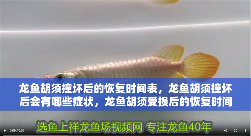 龍魚胡須撞壞后的恢復(fù)時(shí)間表，龍魚胡須撞壞后會(huì)有哪些癥狀，龍魚胡須受損后的恢復(fù)時(shí)間