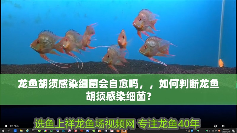 龍魚胡須感染細菌會自愈嗎，，如何判斷龍魚胡須感染細菌？