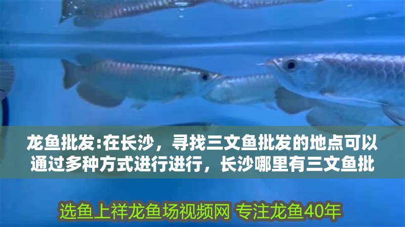 龍魚批發:在長沙，尋找三文魚批發的地點可以通過多種方式進行進行，長沙哪里有三文魚批發