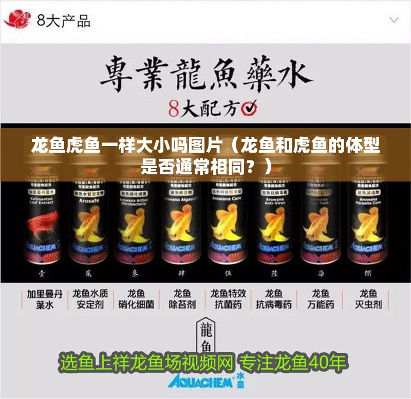 龍魚虎魚一樣大小嗎圖片（龍魚和虎魚的體型是否通常相同？）
