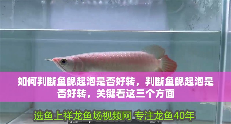 如何判斷魚(yú)鰓起泡是否好轉(zhuǎn)，判斷魚(yú)鰓起泡是否好轉(zhuǎn)，關(guān)鍵看這三個(gè)方面