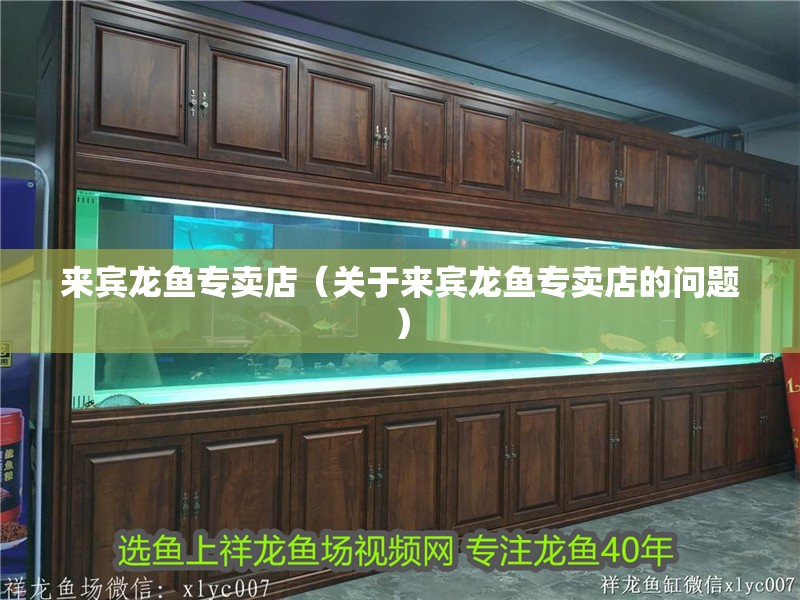 來賓龍魚專賣店（關(guān)于來賓龍魚專賣店的問題）