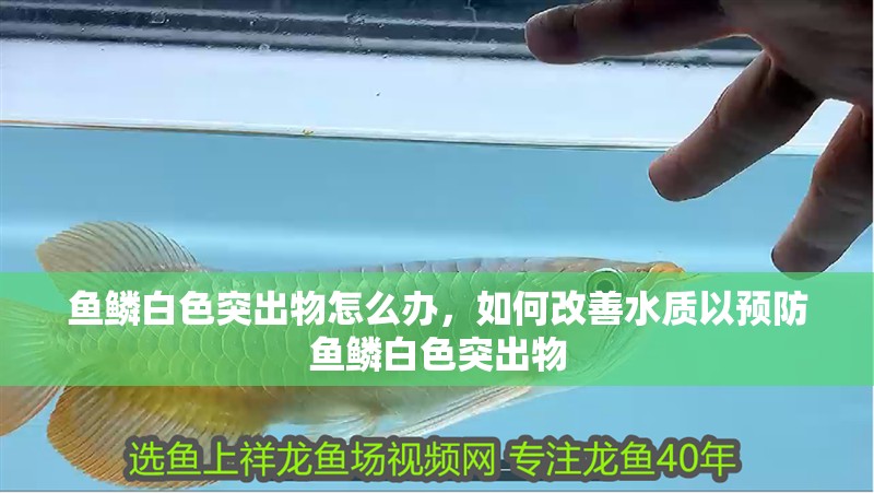 魚鱗白色突出物怎么辦，如何改善水質以預防魚鱗白色突出物