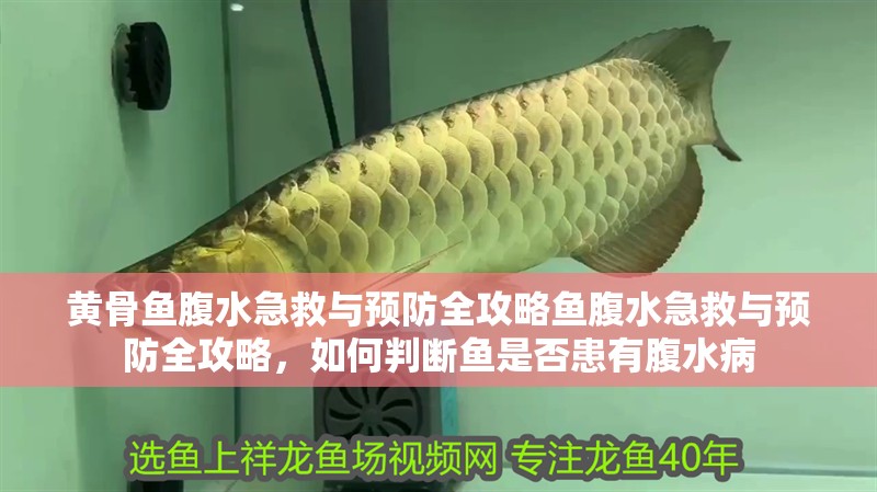 黃骨魚(yú)腹水急救與預(yù)防全攻略魚(yú)腹水急救與預(yù)防全攻略，如何判斷魚(yú)是否患有腹水病