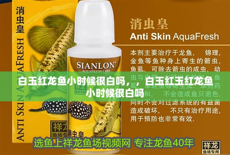 <strong><mark>白玉</mark></strong>紅龍魚小時候很白嗎，，<strong><mark>白玉</mark></strong>紅玉紅龍魚小時候很白嗎