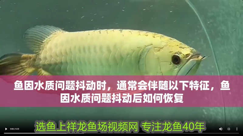 魚(yú)因水質(zhì)問(wèn)題抖動(dòng)時(shí)，通常會(huì)伴隨以下特征，魚(yú)因水質(zhì)問(wèn)題抖動(dòng)后如何恢復(fù)