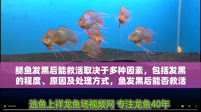 鰓魚發(fā)黑后能救活取決于多種因素，包括發(fā)黑的程度、原因及處理方式，魚發(fā)黑后能否救活？