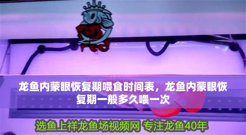 龍魚內蒙眼恢復期喂食時間表，龍魚內蒙眼恢復期一般多久喂一次