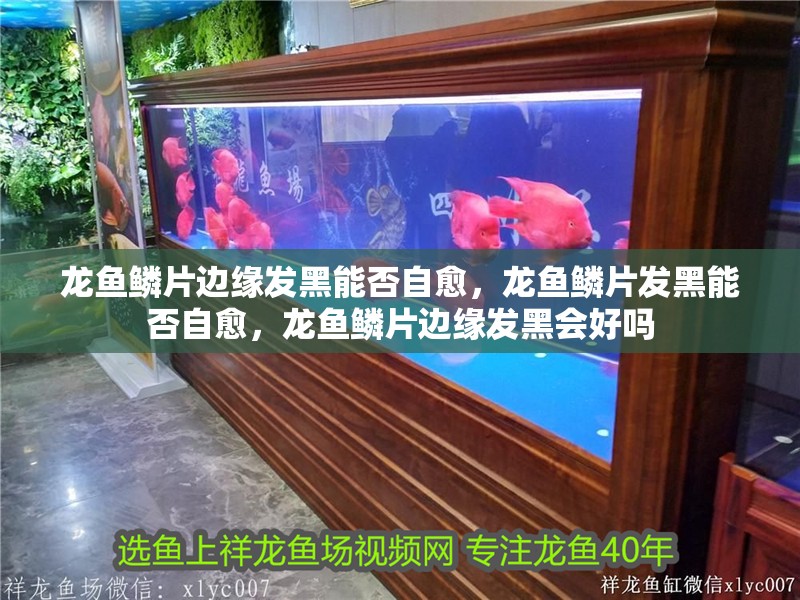 龍魚鱗片邊緣發黑能否自愈，龍魚鱗片發黑能否自愈，龍魚鱗片邊緣發黑會好嗎