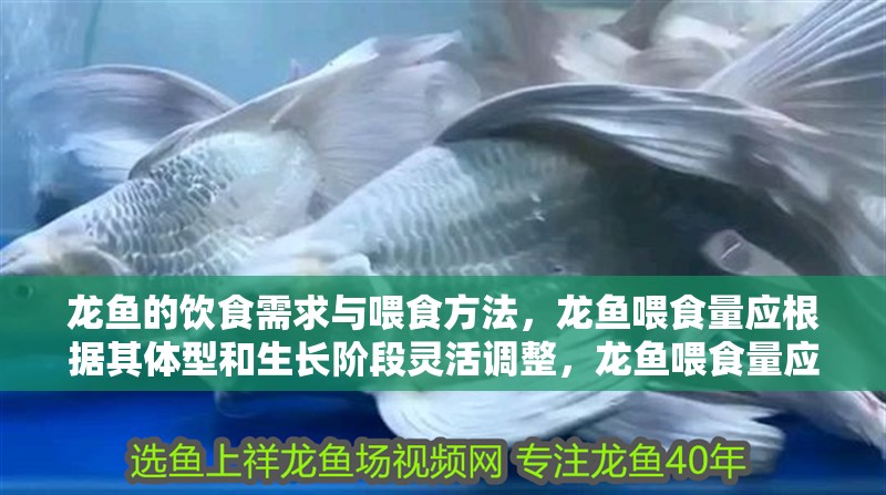 龍魚的飲食需求與喂食方法，龍魚喂食量應根據其體型和生長階段靈活調整，龍魚喂食量應根據