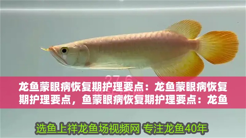 龍魚蒙眼病恢復期護理要點：龍魚蒙眼病恢復期護理要點，魚蒙眼病恢復期護理要點：龍魚蒙眼病恢復期護理要點