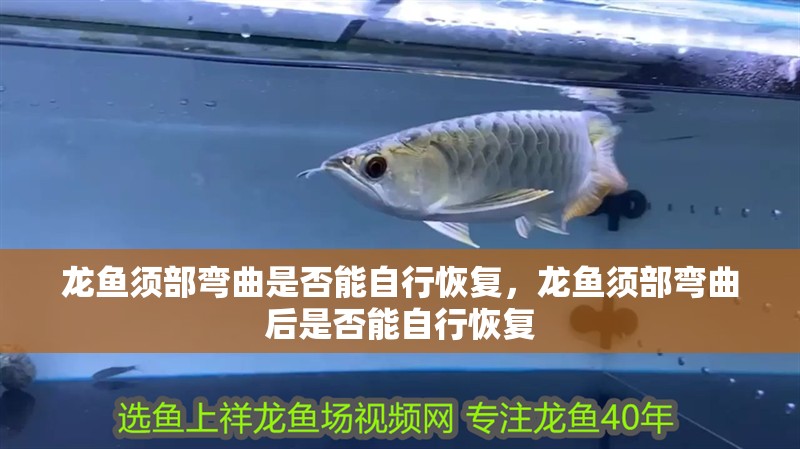 龍魚須部彎曲是否能自行恢復，龍魚須部彎曲后是否能自行恢復