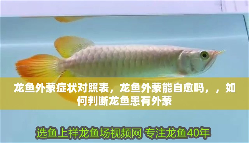 龍魚(yú)外蒙癥狀對(duì)照表，龍魚(yú)外蒙能自愈嗎，，如何判斷龍魚(yú)患有外蒙