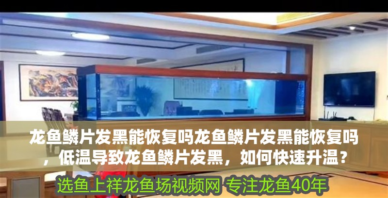 龍魚鱗片發(fā)黑能恢復(fù)嗎龍魚鱗片發(fā)黑能恢復(fù)嗎，低溫導(dǎo)致龍魚鱗片發(fā)黑，如何快速升溫？ 龍魚鱗片發(fā)黑能恢復(fù)嗎龍魚鱗片發(fā)黑能恢復(fù)嗎，低溫導(dǎo)致龍魚鱗片發(fā)黑，如何快速升溫？ 龍魚百科 第3張