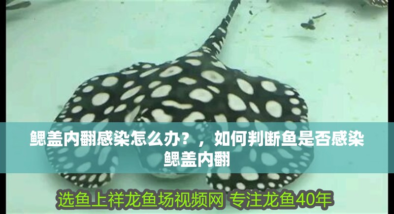 鰓蓋內翻感染怎么辦？，如何判斷魚是否感染鰓蓋內翻