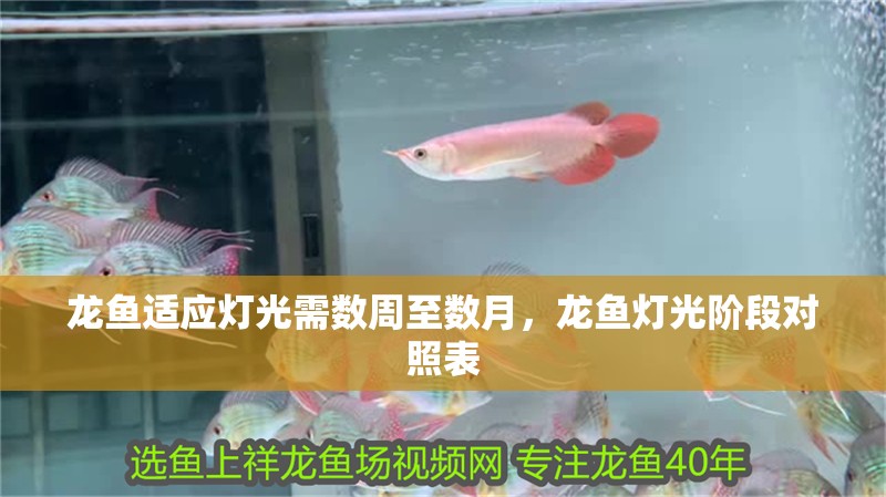 龍魚適應燈光需數周至數月，龍魚燈光階段對照表