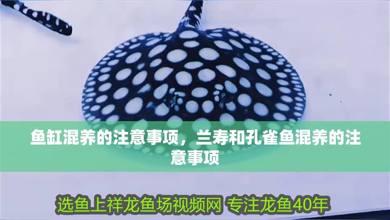 魚缸混養的注意事項，蘭壽和孔雀魚混養的注意事項