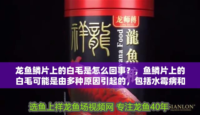 龍魚鱗片上的白毛是怎么回事？，魚鱗片上的白毛可能是由多種原因引起的，包括水霉病和細菌感染 龍魚鱗片上的白毛是怎么回事？，魚鱗片上的白毛可能是由多種原因引起的，包括水霉病和細菌感染 龍魚百科