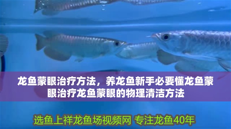 龍魚蒙眼治療方法，養(yǎng)龍魚新手必要懂龍魚蒙眼治療龍魚蒙眼的物理清潔方法