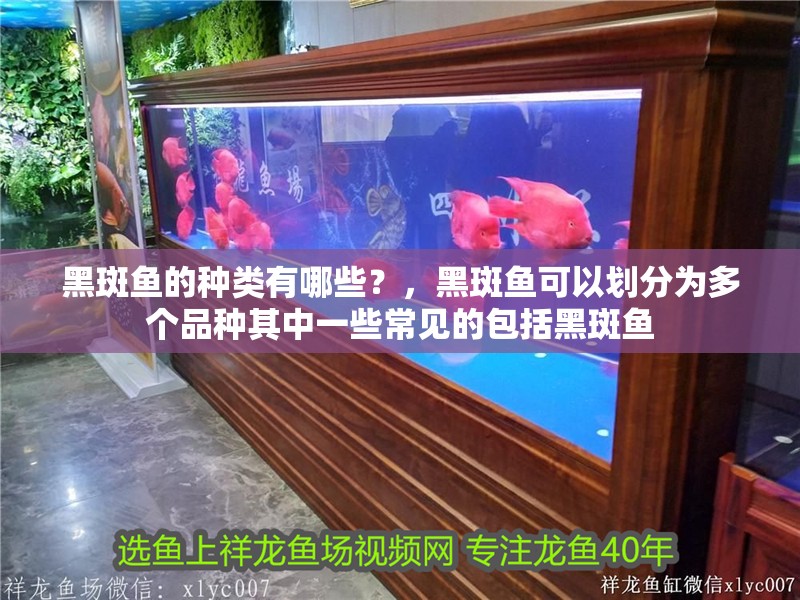黑斑魚(yú)的種類有哪些？，黑斑魚(yú)可以劃分為多個(gè)品種其中一些常見(jiàn)的包括黑斑魚(yú)