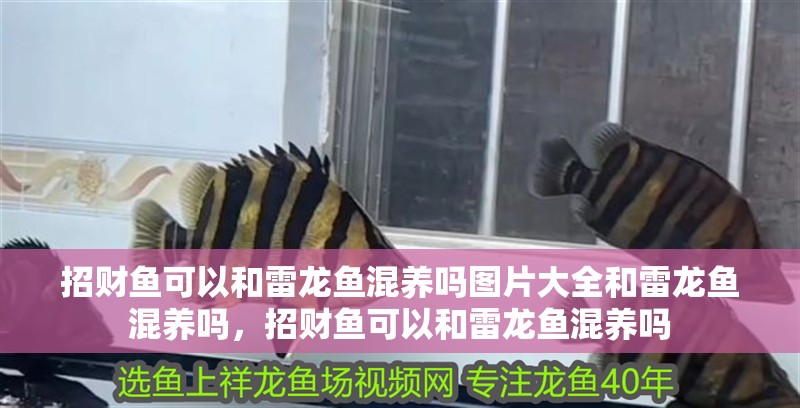 招財魚可以和雷龍魚混養(yǎng)嗎圖片大全和雷龍魚混養(yǎng)嗎，招財魚可以和雷龍魚混養(yǎng)嗎